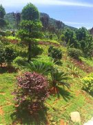 平乐县平乐镇黄牛头村绿化美化工程